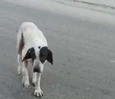 It makes me question my trust in dogs