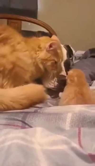 Here Fren, Meet Baby