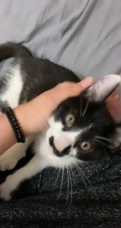 I was told to also post this here after posting elsewhere&hellip; I recently brought this little guy home, his sweet looks melt my heart 🥺
