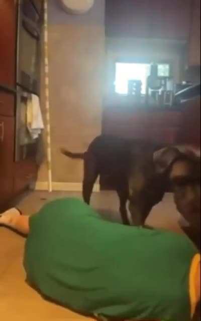Dog saving his owner