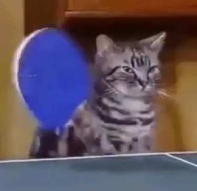 is there a subreddit for silly/meme cats? I can't believe I haven't found one yet