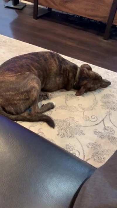 Sleep borks