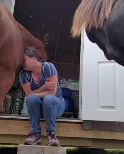 This 4yo horse understands her owner&rsquo;s emotions and reassures her