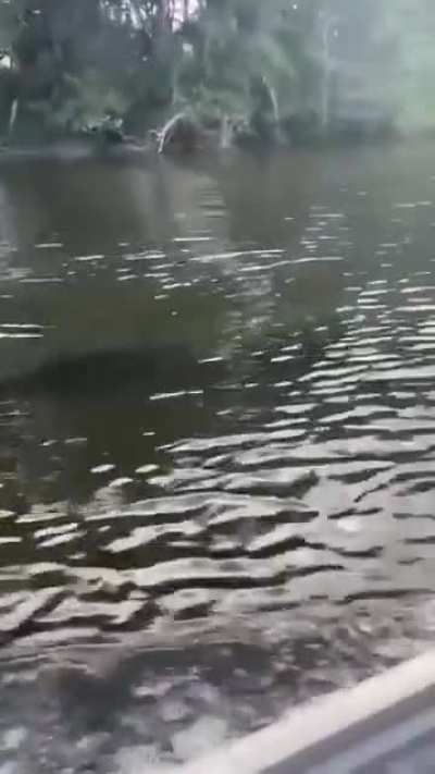 Австралийский дельфин