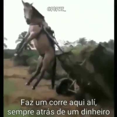 Cavalos s&atilde;o maravilhosos.