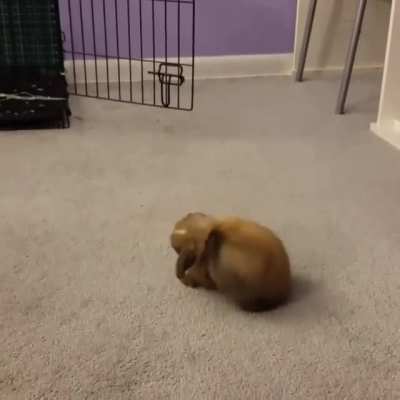 That little hop-turn in the middle is called a "binky" and means this bun is very happy and feels safe.
