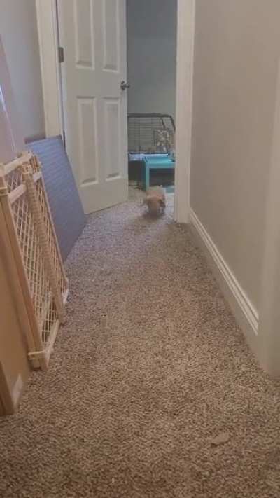 He's FAST