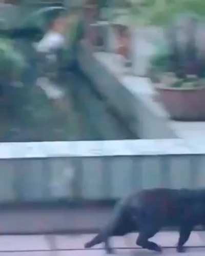 Little jerk
