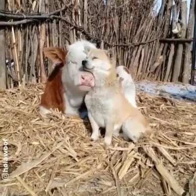 I could watch this all day