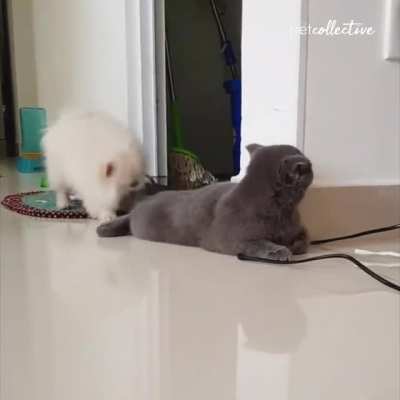 This dog tormenting a cat