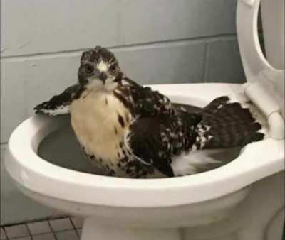 Touhou Toilets #8