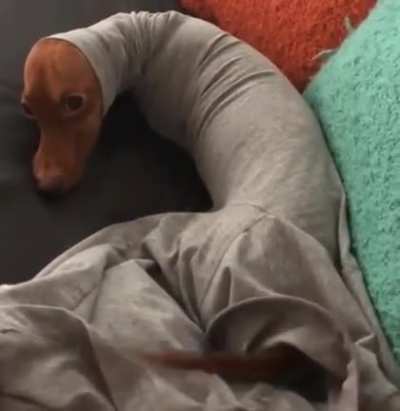 woof_irl
