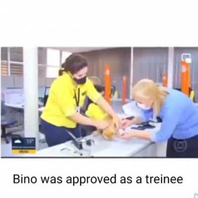 History of Bino