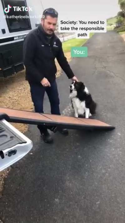 Dog does not want to cooperate