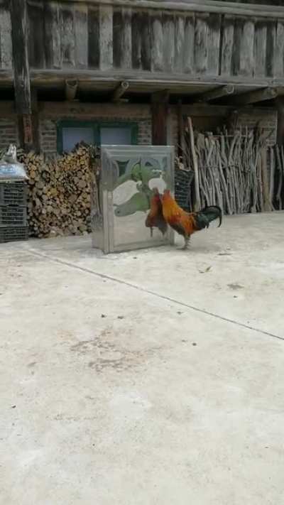 Rooster vs mirror