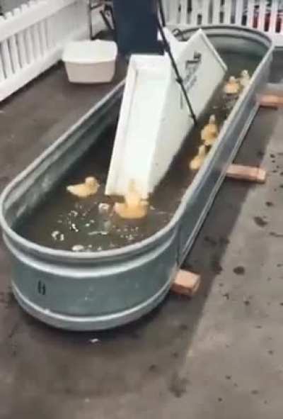 🐥 Ducklings having fun 🐥