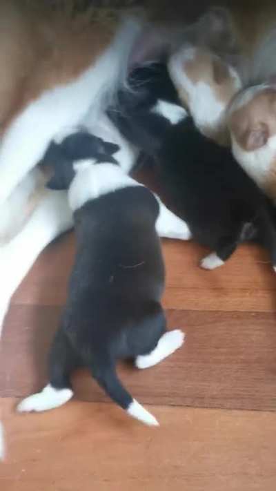 Does this count? He fell off a nipple and is trying to get back!