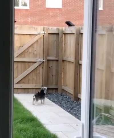 Big tough guy does a scare