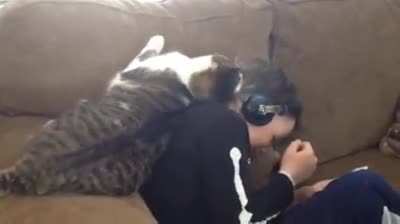 Kitty love is the cutest love
