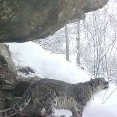 Snow leopard