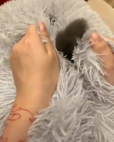 Fofo