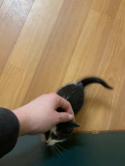 Pointy tail wiggle!