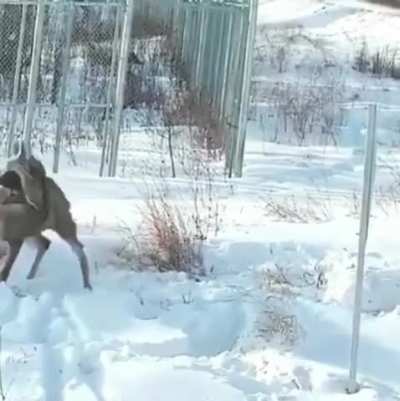 Lynx Attacks