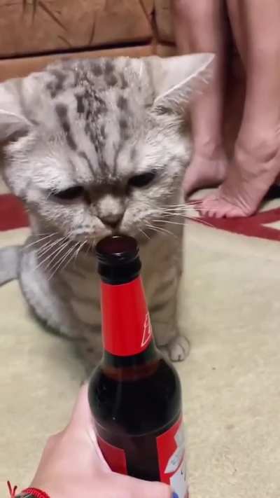 Cat helper