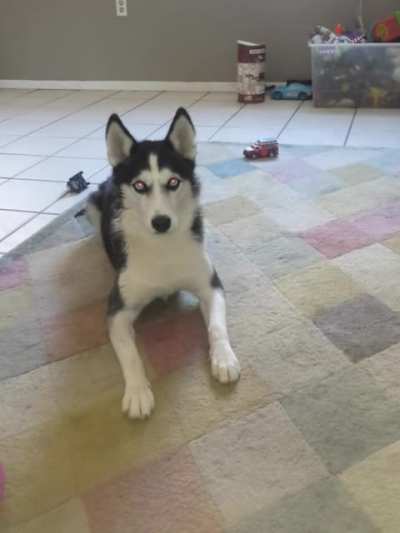 Husky throwing a temper tantrum