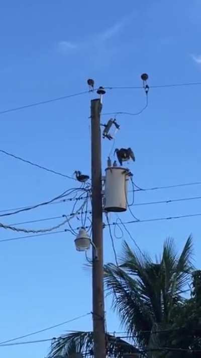 Tranquilos, es p&aacute;jaro est&aacute; bien