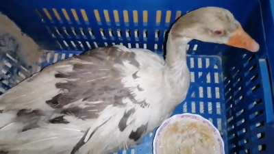 Rescuing a freezing goose