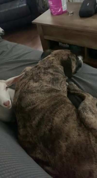 Odd couples.