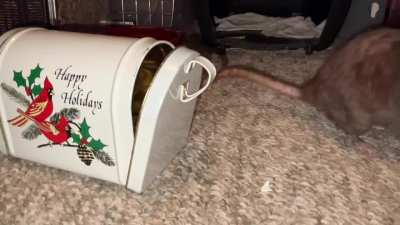 My awesome pet rat Cracker practicing her "mail fetch" with a new mini mailbox prop!