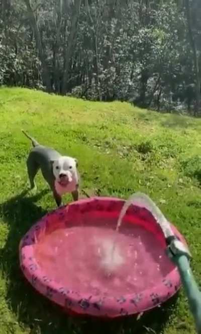 There are two types of dogs 🐕