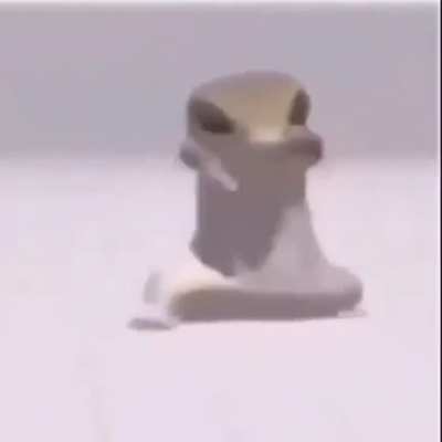 Lizard