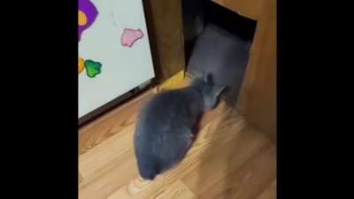 The cat snatcher returns
