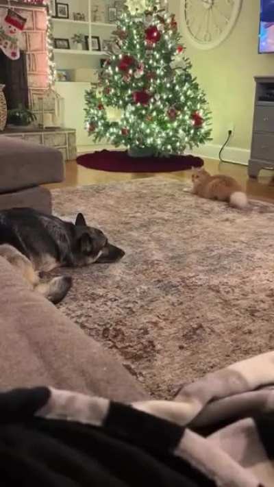 Doggo being patient
