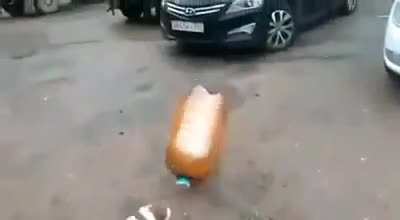 Rip doggo