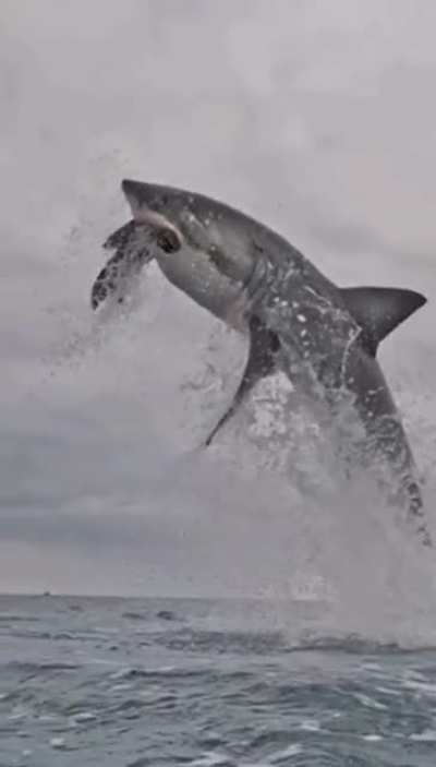 Why great white sharks have no natural predators