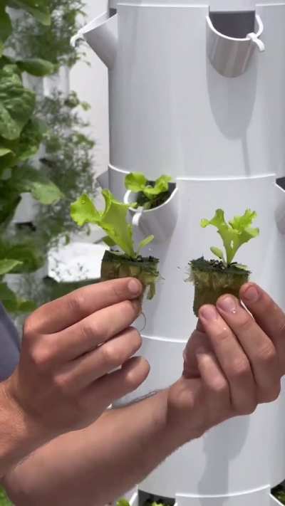 Growing plants on an aeroponic tower