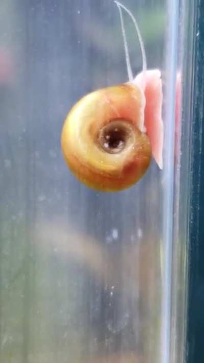 Snail hearbeat