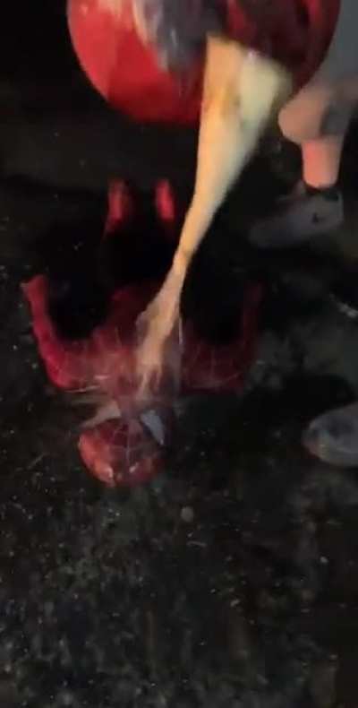 Looks like Spider-Man got his Revenge