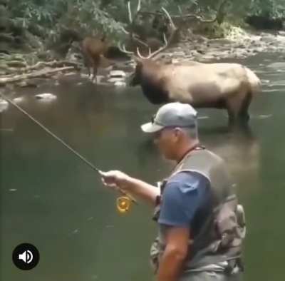 This man enjoys a once in a lifetime experience when a couple of elk come to the river to drink (sound on)