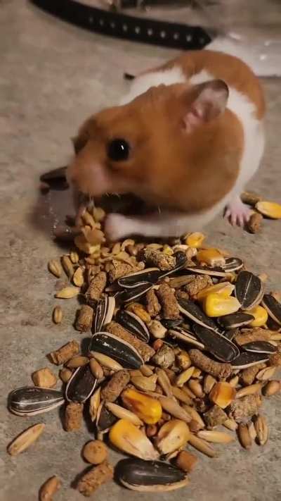 Hamster&rsquo;s dinner time