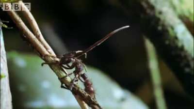 Cordyceps fungus in Ants