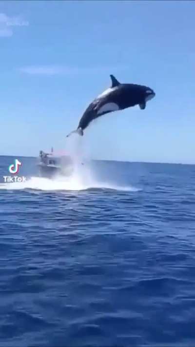 of a killer whale