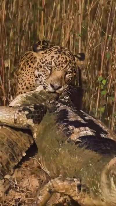 Wild nature.