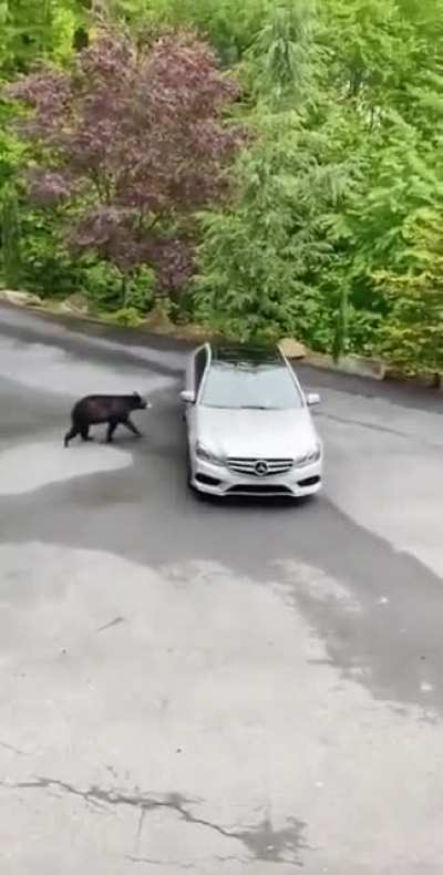 poor bear