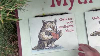 Someone doesn&rsquo;t like owls