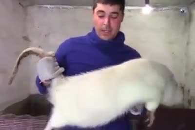 Big ass rat